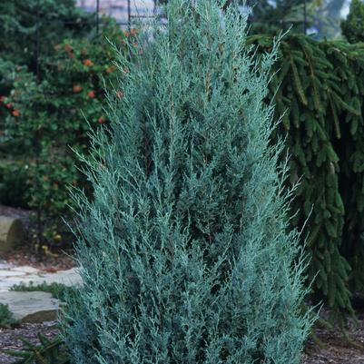 Juniperus scopulorum Wichita Blue
