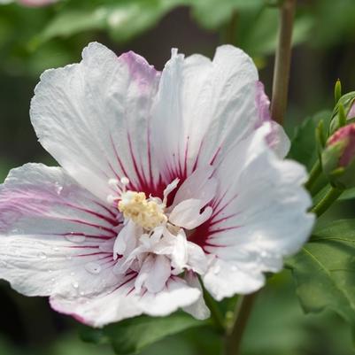 Hibiscus syriacus First Editions® Fiji™
