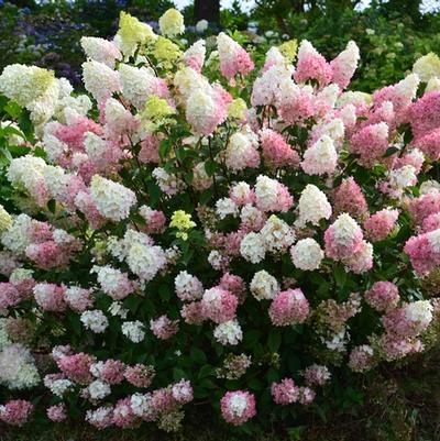 Hydrangea paniculata Strawberry Sundae™