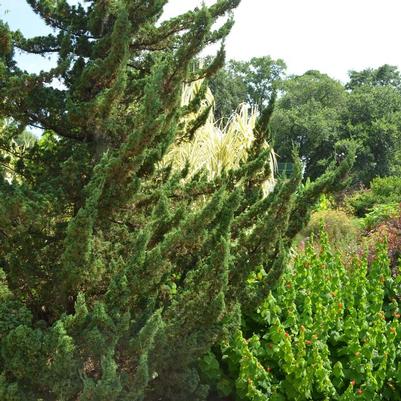 Juniperus chinensis Kaizuka ('Torulosa')