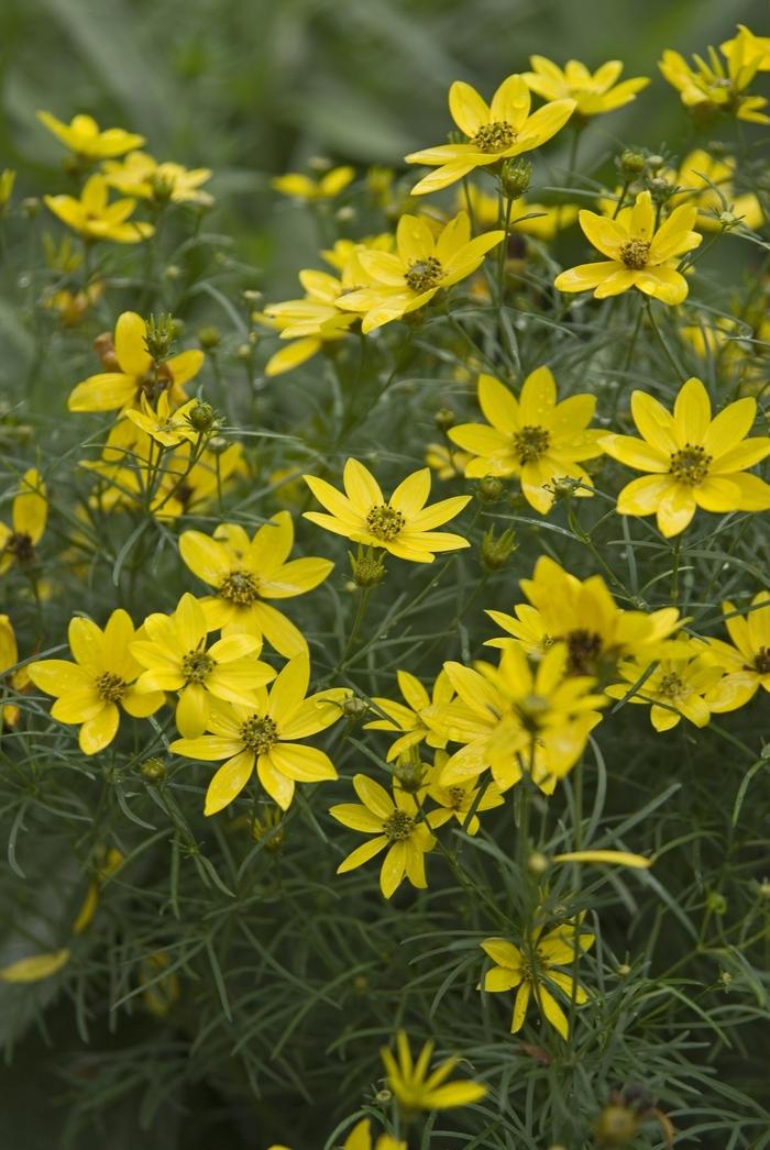 Coreopsis verticillata Zagreb