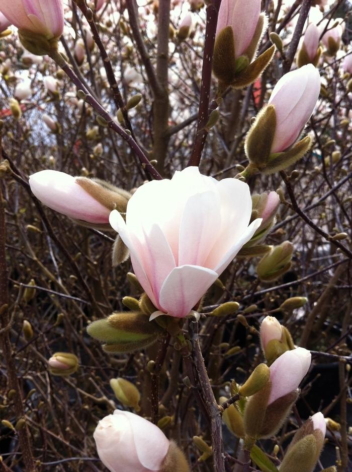 Magnolia x loebneri Merrill