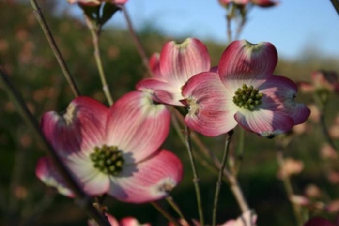 Cornus florida Cherokee Brave