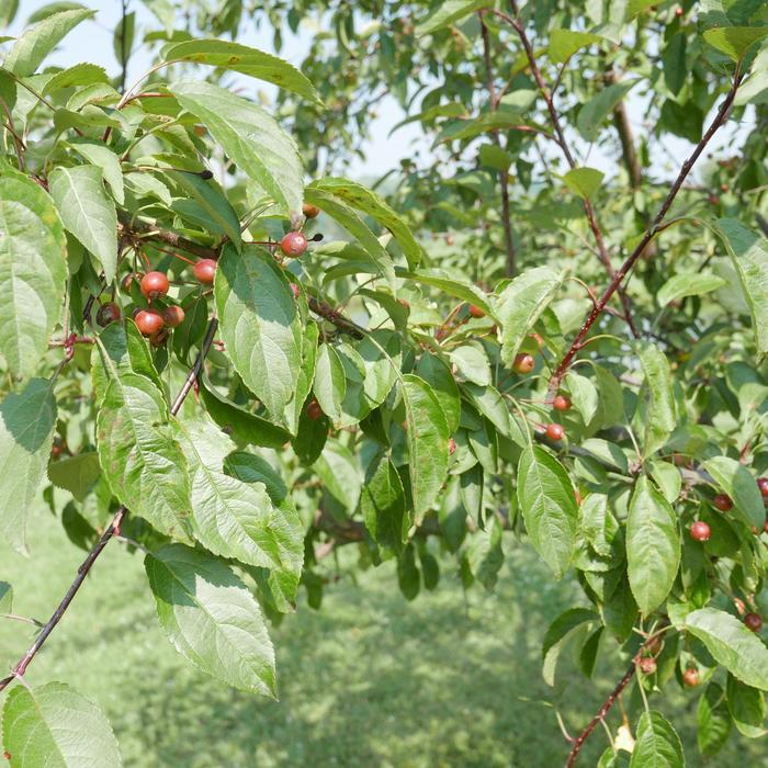 Malus Indian Summer