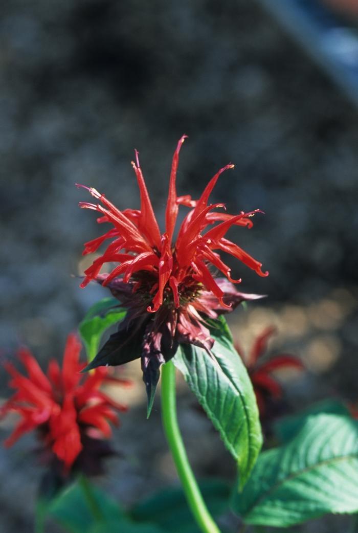 Monarda Jacob Cline