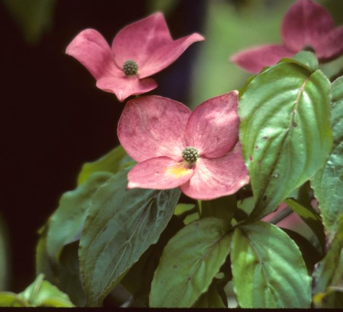 Cornus kousa Satomi