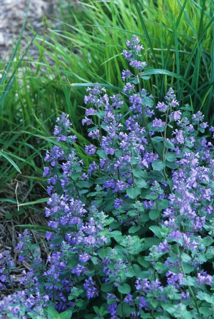 Nepeta racemosa Blue Wonder