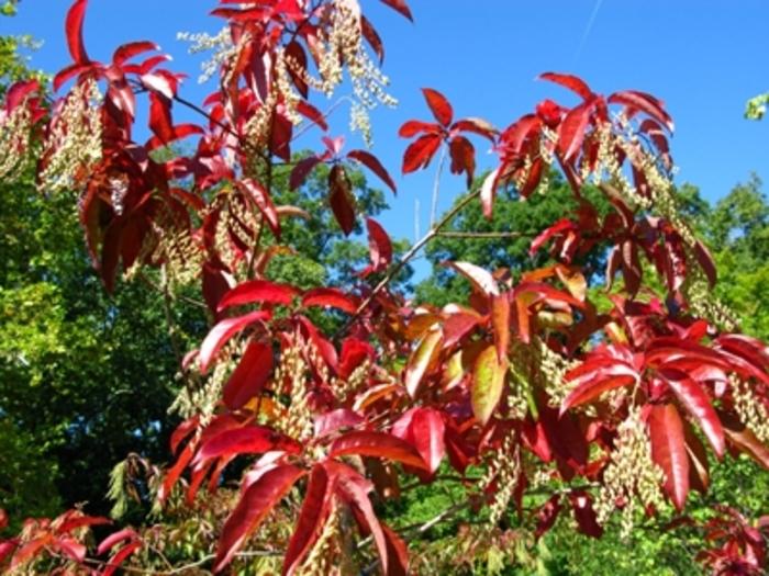 Oxydendrum arboreum 