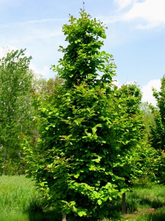 Parrotia persica 