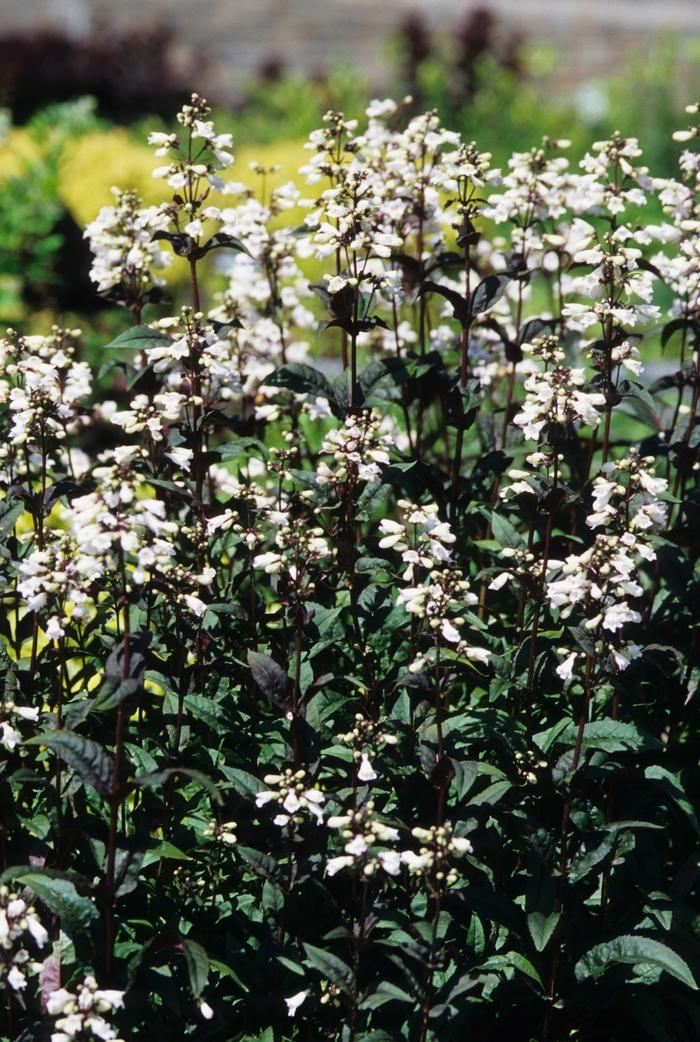 Penstemon digitalis Husker Red