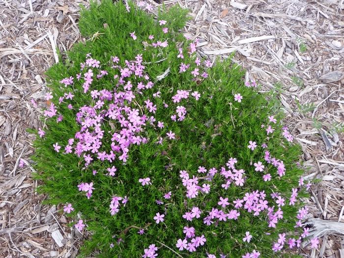 Phlox subulata Emerald Pink