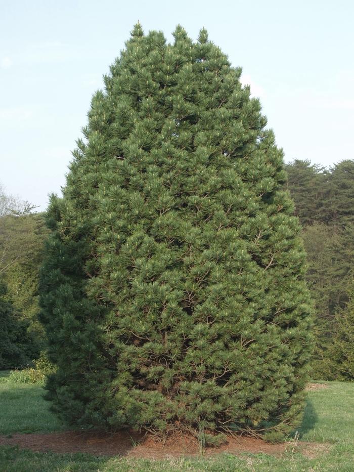 Pinus cembra 