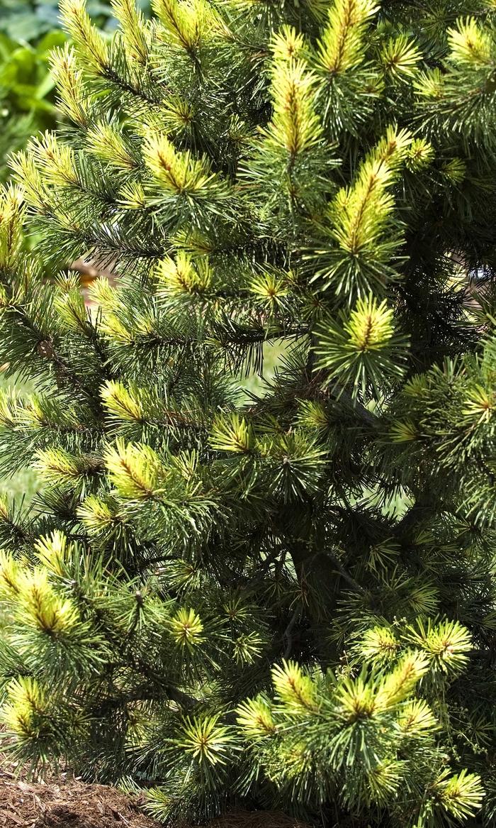 Pinus contorta Taylor's Sunburst