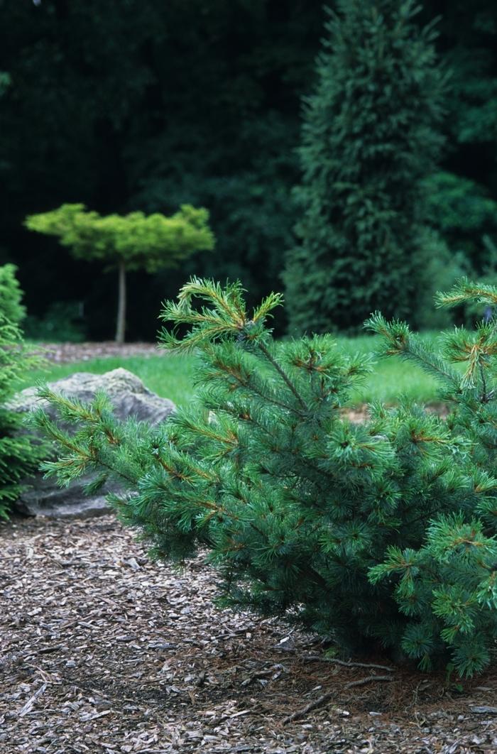 Pinus parviflora Bergman