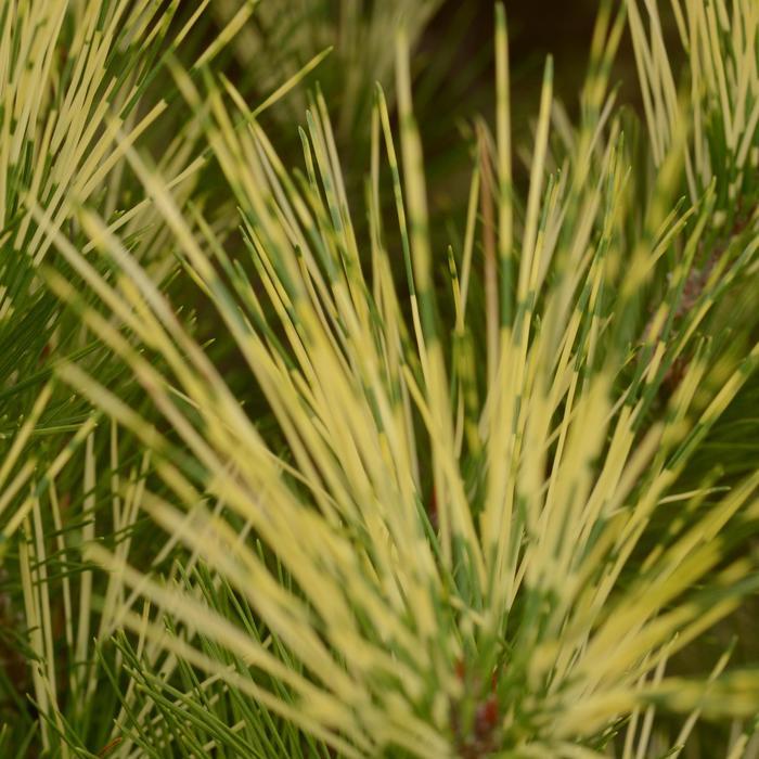 Pinus parviflora Ogon