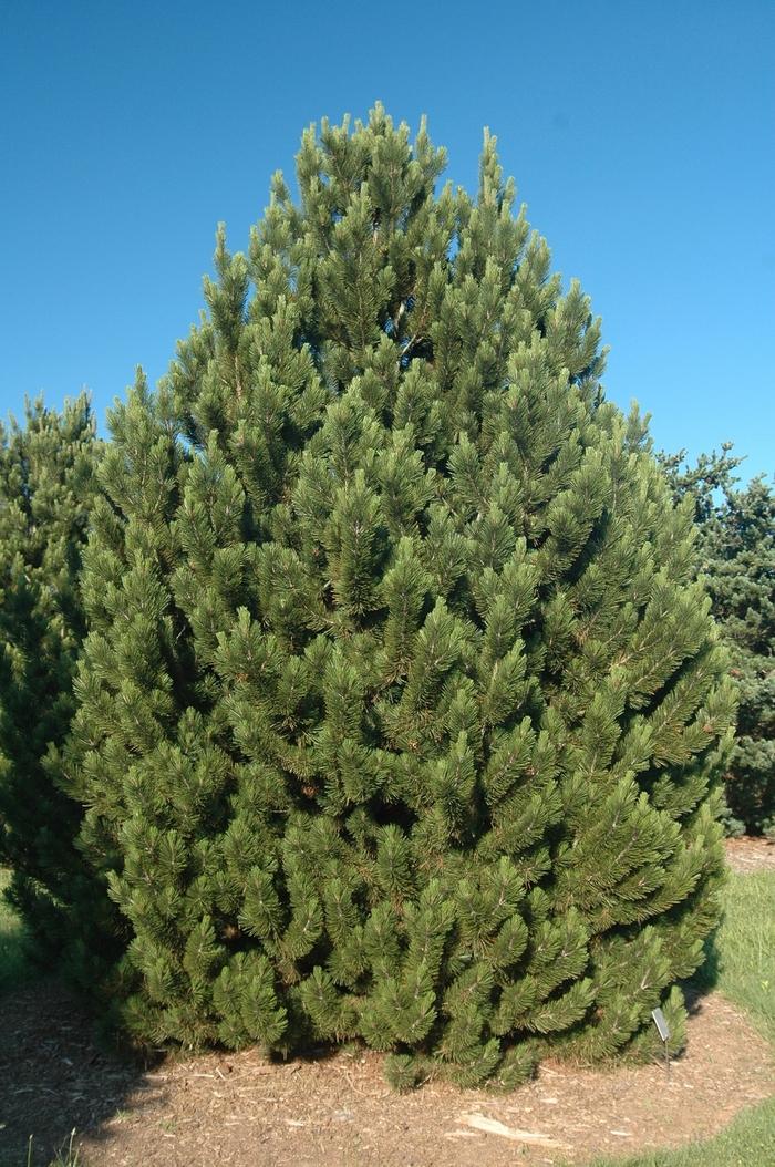 Pinus heldreichii var. leucodermis 