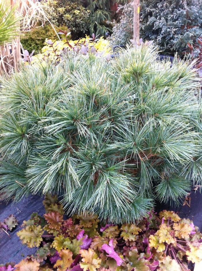 Pinus strobus Horsford