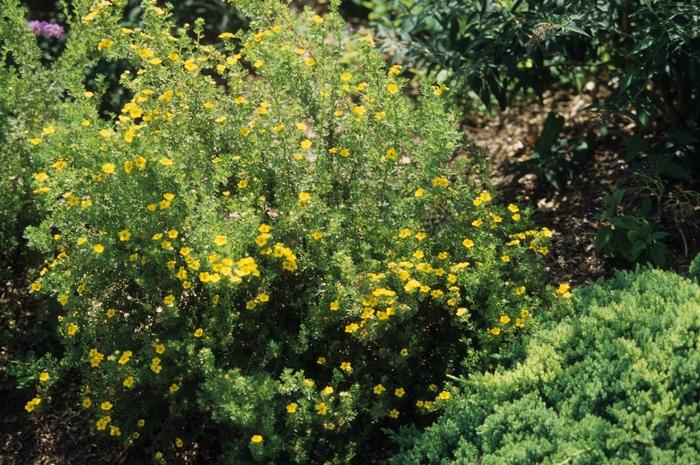 Potentilla fruticosa Gold Drop ('Farreri')