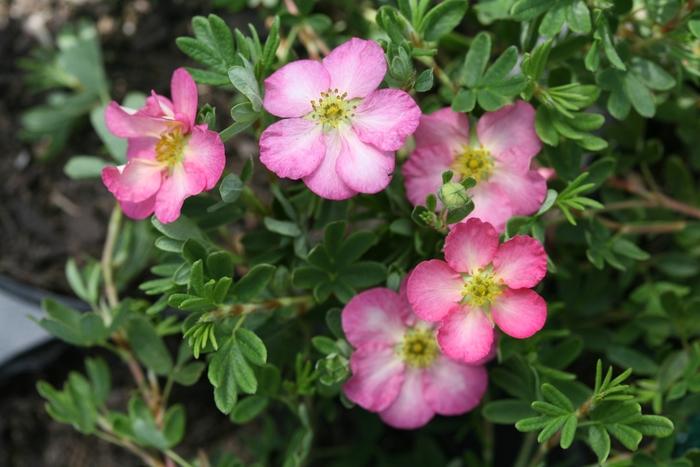 Potentilla fruticosa Happy Face Hearts®