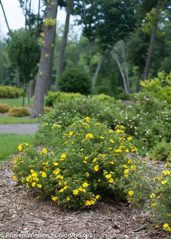 Potentilla fruticosa Happy Face® Yellow