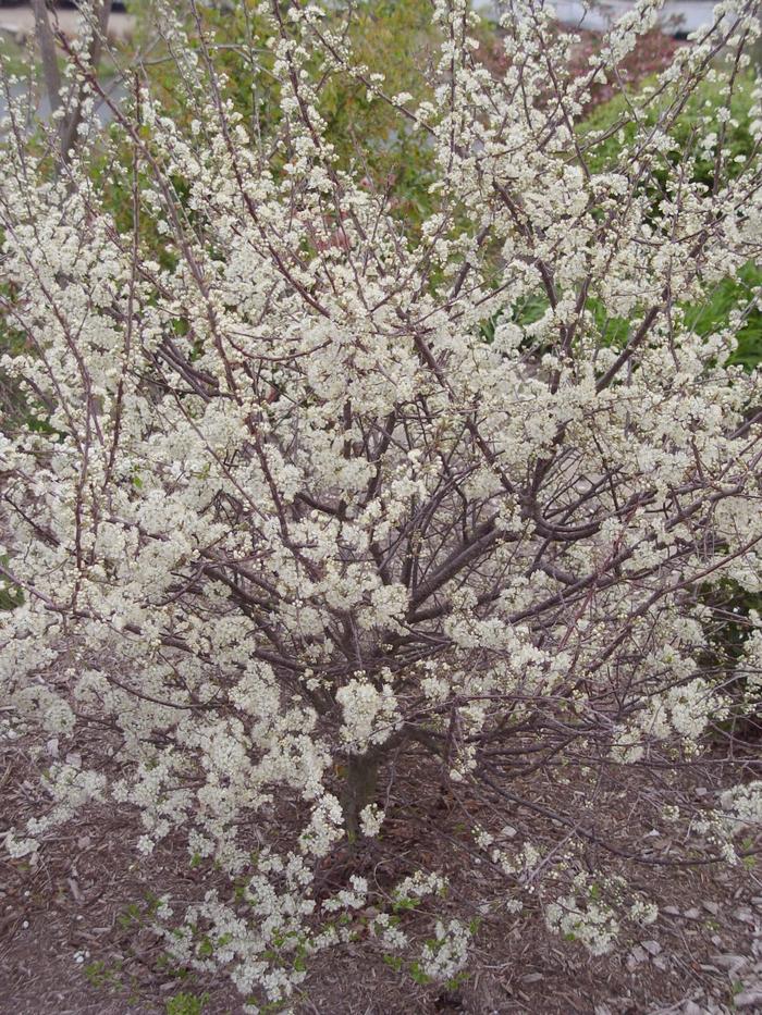 Prunus maritima 