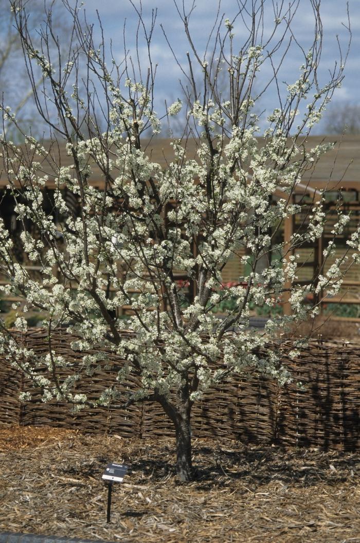 Prunus domestica Stanley