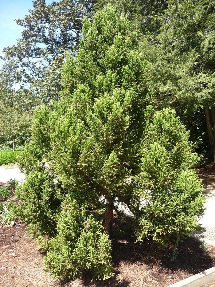 Cryptomeria japonica Black Dragon