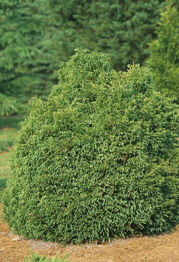 Cryptomeria japonica Globosa Nana