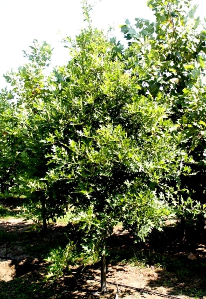 Quercus phellos 