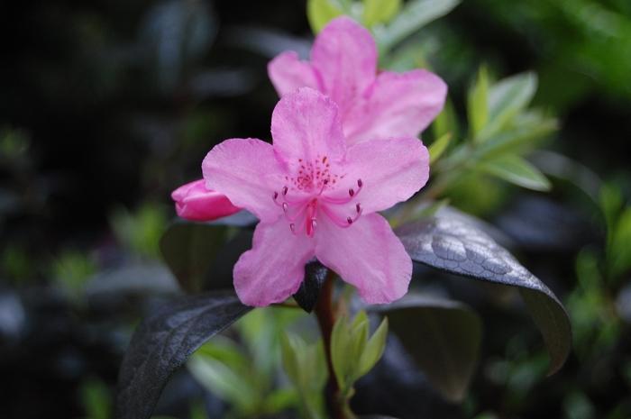 Rhododendron Olga Mezzit