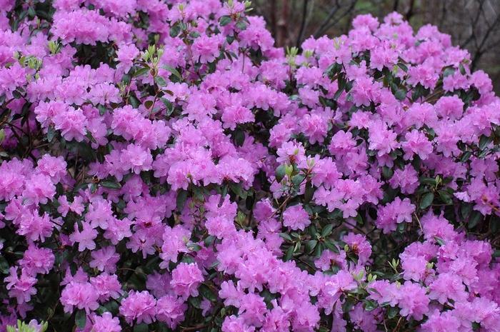 Rhododendron Purple Gem