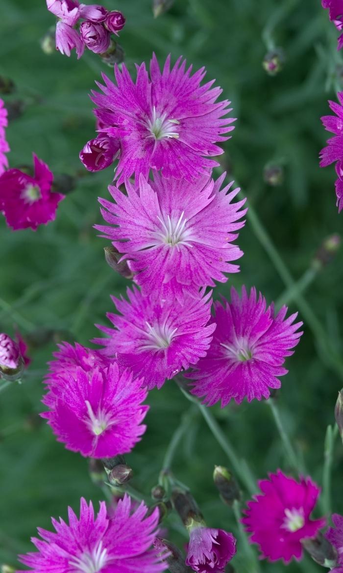 Dianthus gratianopolitanus Firewitch