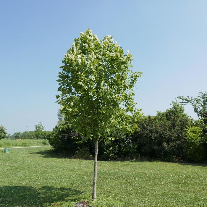 Platanus x acerifolia Exclamation!™