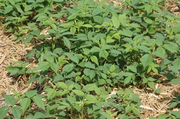 Rubus idaeus var. strigosus Heritage