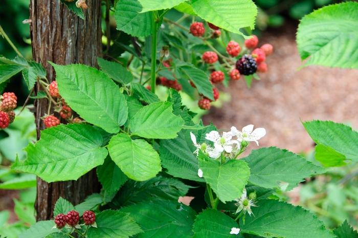 Rubus fruticosa Chester