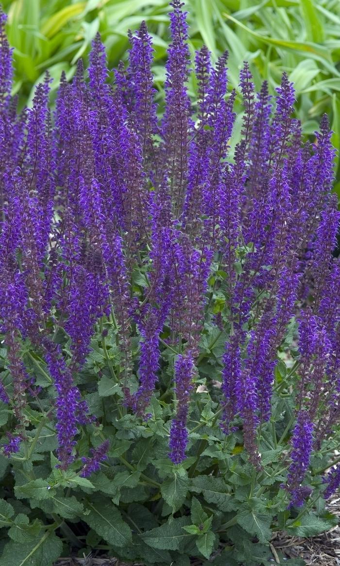 Salvia x sylvestris May Night