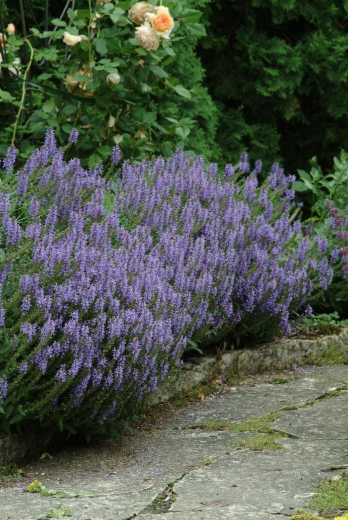 Salvia x sylvestris Blue Hill