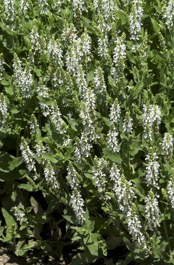 Salvia x sylvestris Snow Hill (Schneehugel)