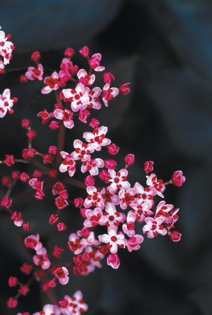 Sambucus nigra Black Beauty®