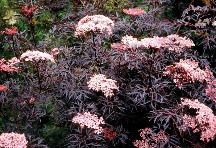 Sambucus nigra 'Black Lace®' Elderberry from Hardscrabble Farms