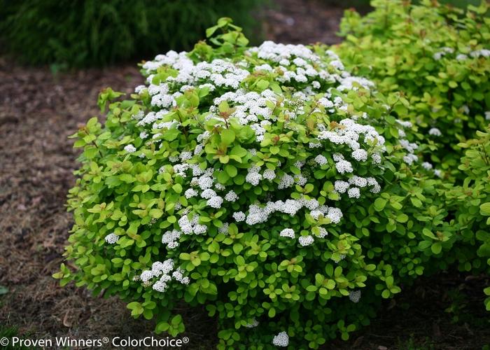 Spiraea betulifolia Glow Girl®