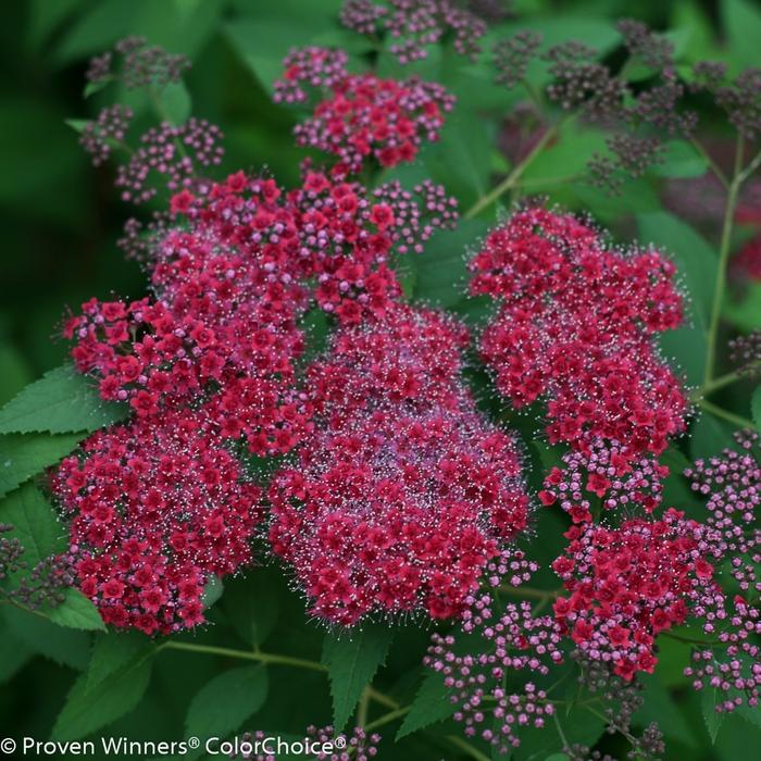 Spiraea japonica Double Play® Red