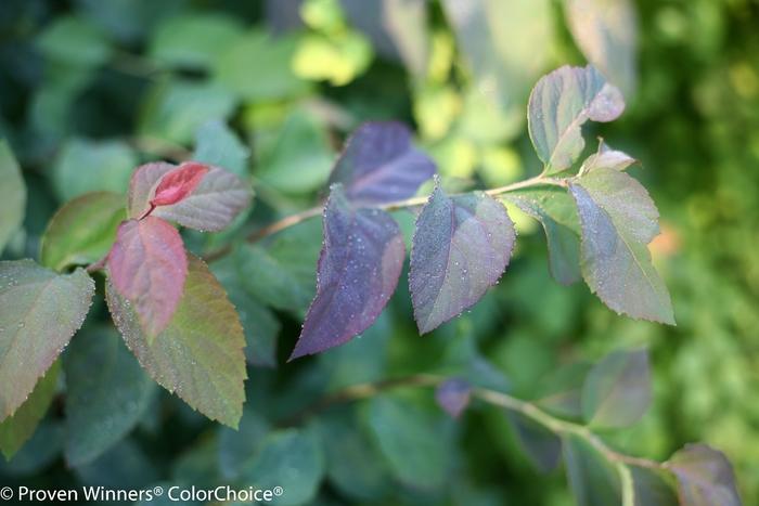 Spiraea media Double Play® Blue Kazoo®