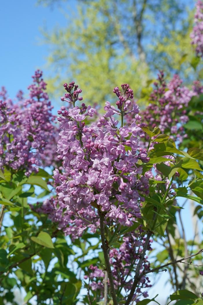 Syringa x hyacinthiflora Scentara® Double Blue