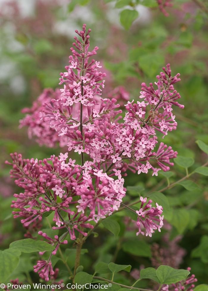 Syringa Bloomerang® Pink Perfume