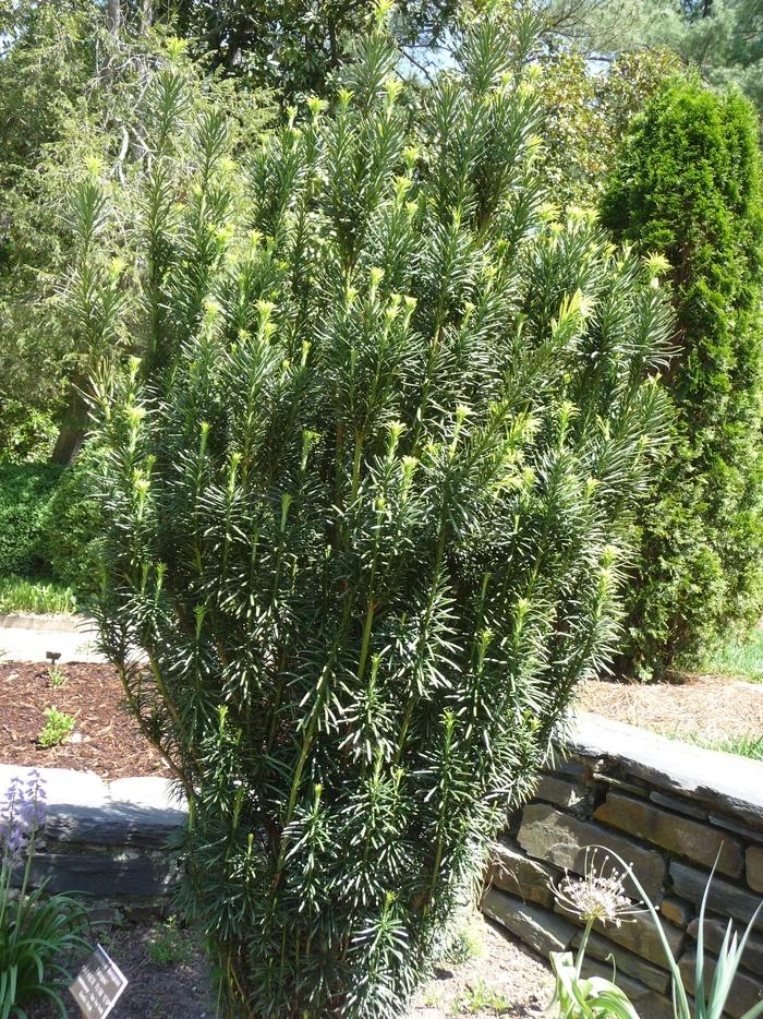 Taxus baccata Fastigiata (Stricta)