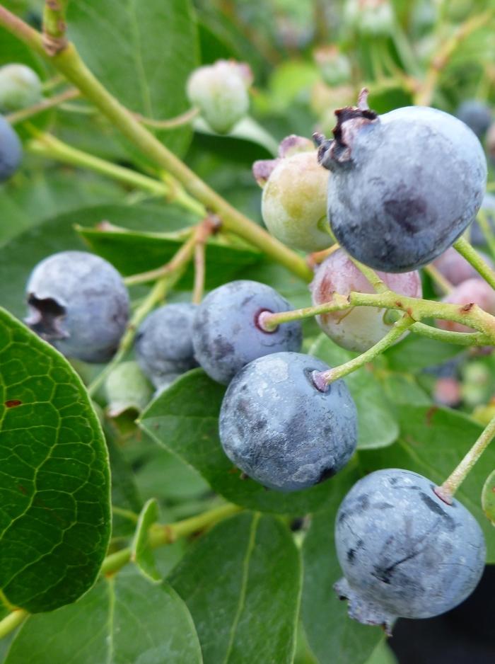 Vaccinium corymbosum Bluejay