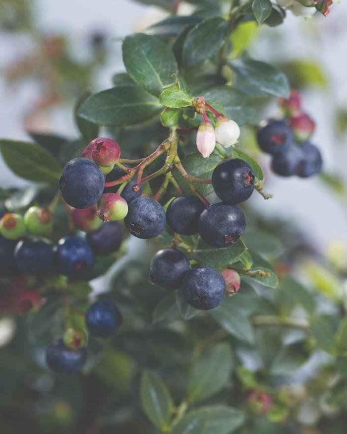 Vaccinium Bushel and Berry® Blueberry Buckle®