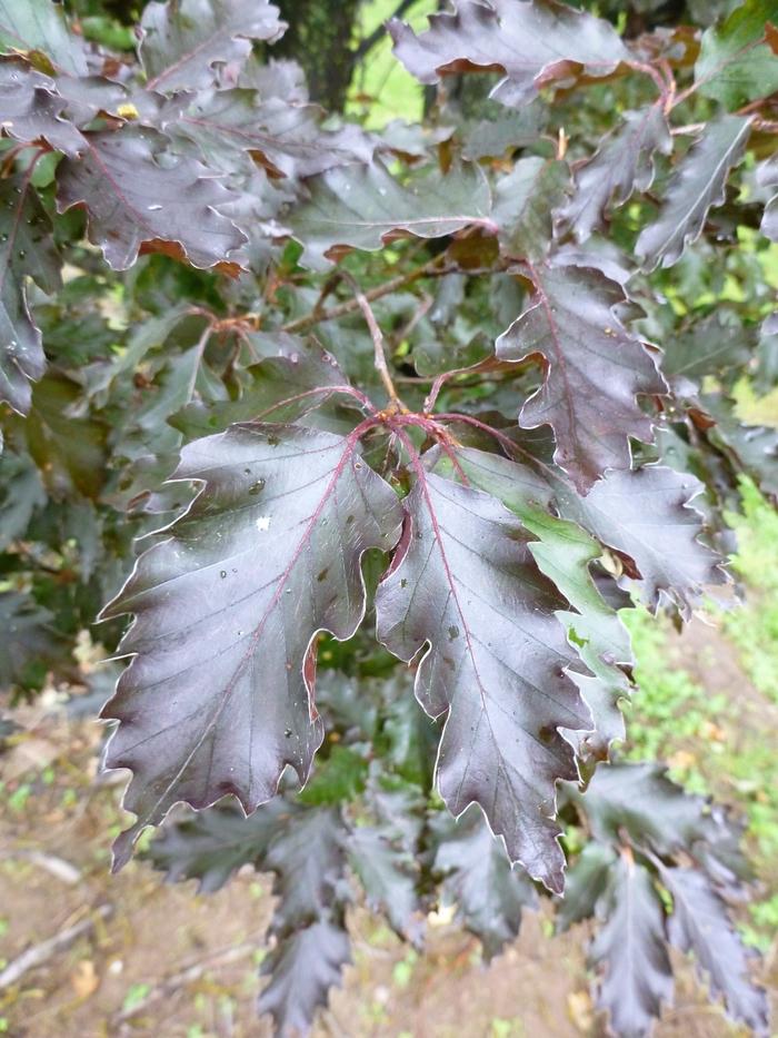 Fagus sylvatica Rohanii