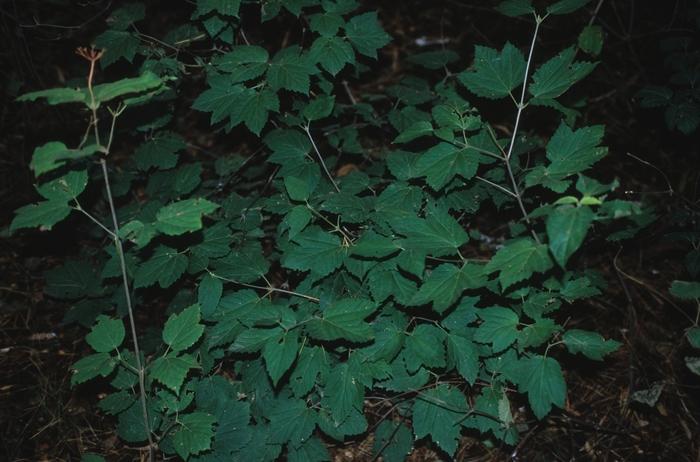 Viburnum acerifolium 